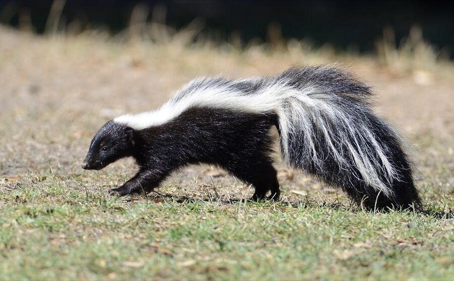 Skunk Removal in New Jersey and Pennsylvania